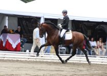 ILBAINO DE TORRELUNA, DE HACIENDA SANTA CRUZ, ORO EN SEMENTALES DE 5 Y 6 A Y MF SECCION